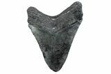 Fossil Megalodon Tooth - North Carolina #370214-1